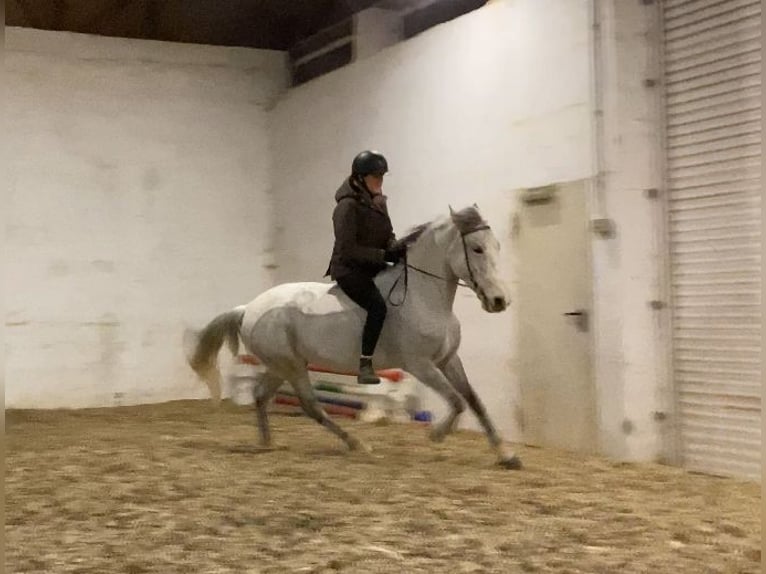 Pozostałe rasy Wałach 10 lat 152 cm Siwa w hreczce in Neuferchau