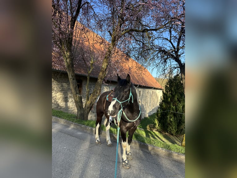 Pozostałe rasy Mix Wałach 10 lat 154 cm Srokata in Dingelstädt
