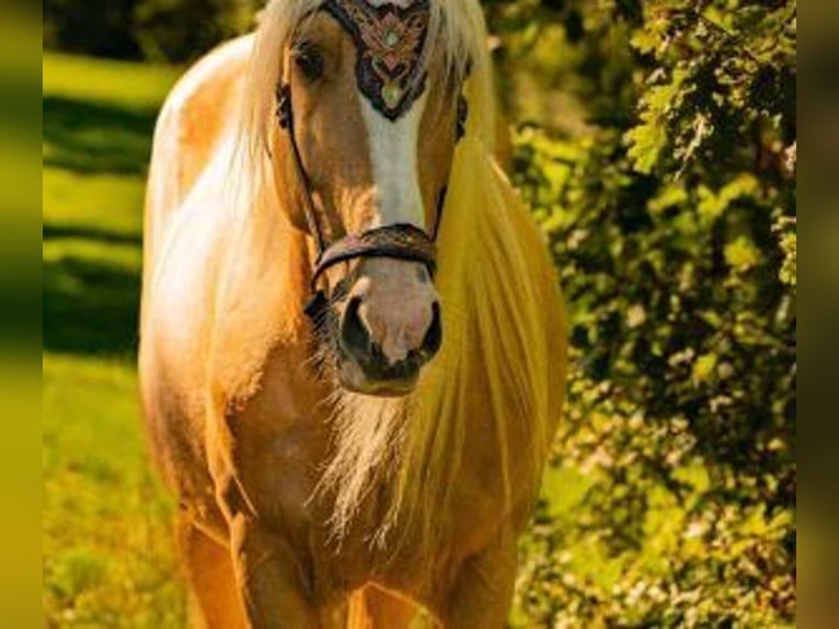 Pozostałe rasy Mix Wałach 11 lat 158 cm Overo wszelkich maści in Muhlbach sur Bruche