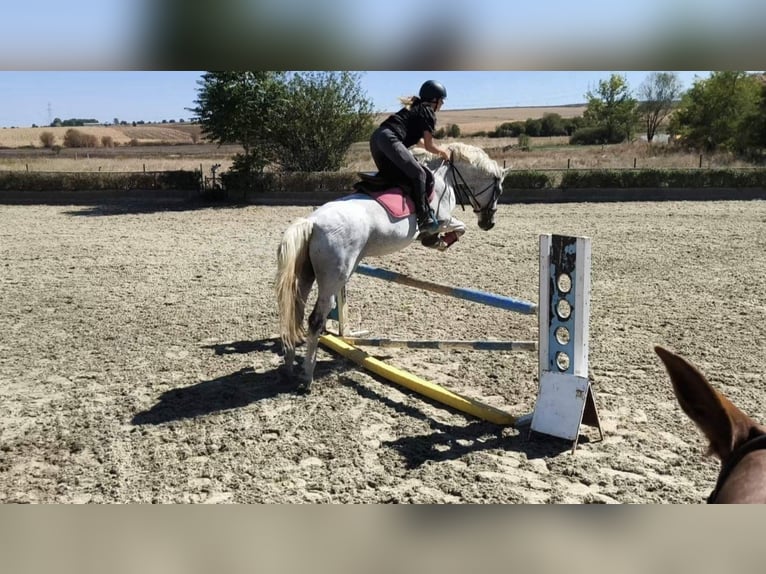 Pozostałe rasy Wałach 11 lat 160 cm Siwa in &#x421;&#x43E;&#x444;&#x438;&#x44F; / Sofija