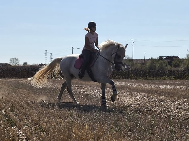 Pozostałe rasy Wałach 11 lat 160 cm Siwa in &#x421;&#x43E;&#x444;&#x438;&#x44F; / Sofija
