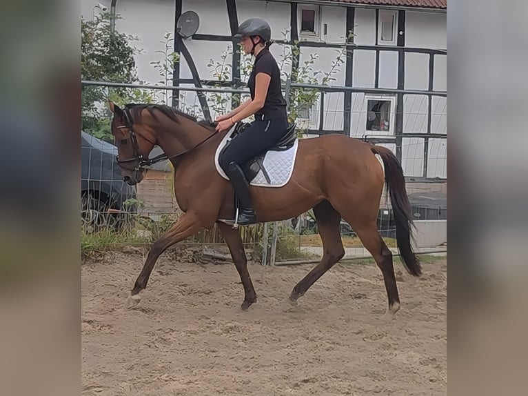 Pozostałe rasy Wałach 11 lat 162 cm Gniada in Blomberg