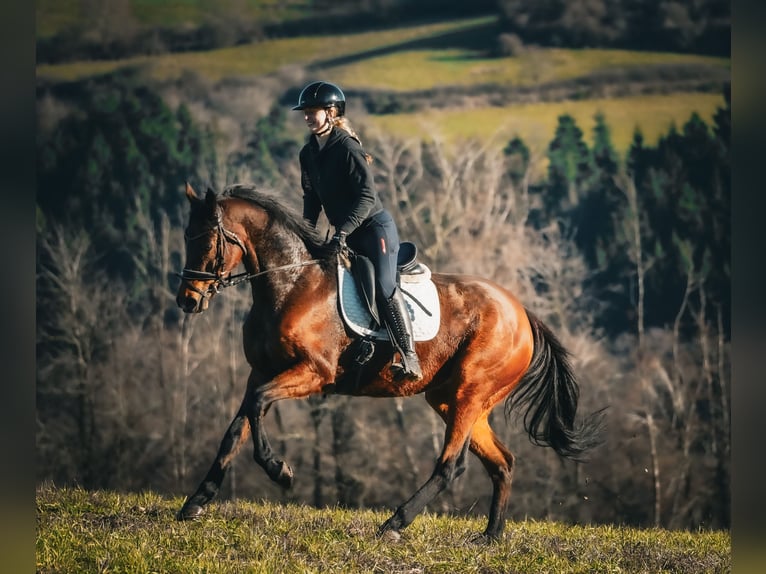 Pozostałe rasy Wałach 11 lat 162 cm Gniada in Nettersheim