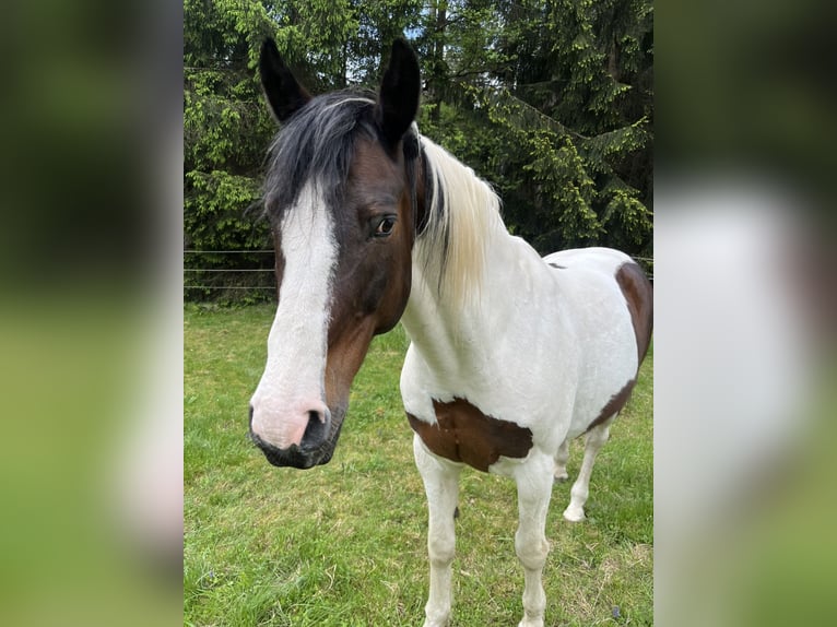 Pozostałe rasy Wałach 11 lat 165 cm Srokata in K&#xF6;stenberg/Velden