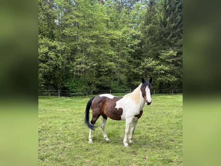 Pozostałe rasy Wałach 12 lat 165 cm Srokata in Köstenberg/Velden
