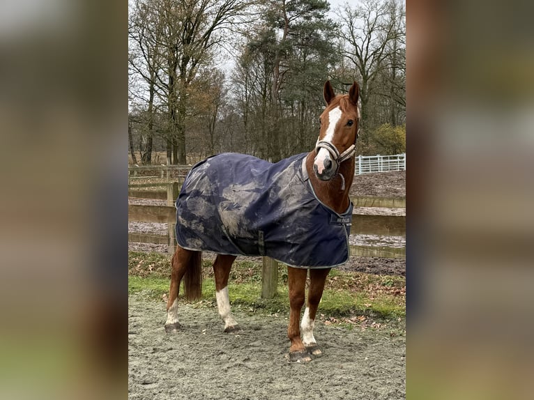 Pozostałe rasy Wałach 13 lat 160 cm Kasztanowata in Geldrop