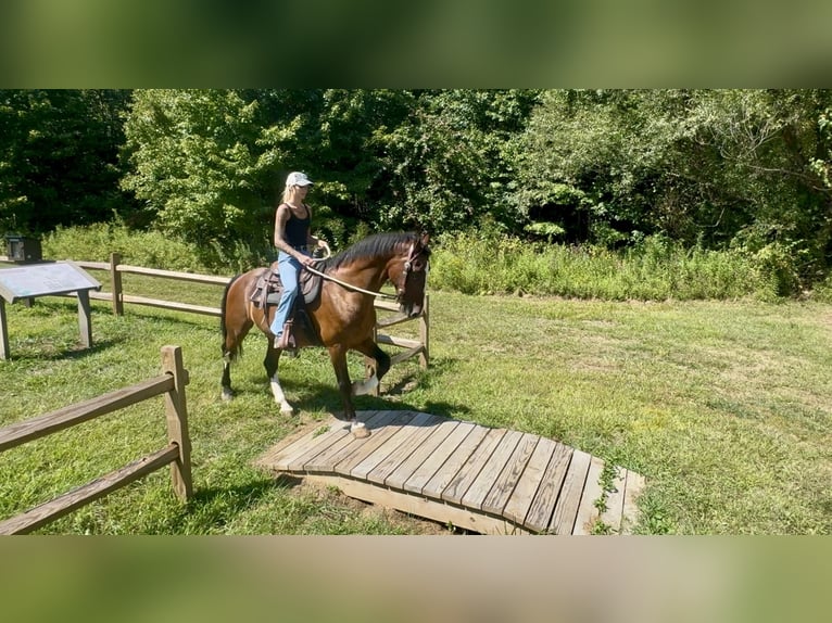 Pozostałe rasy Wałach 14 lat Gniada in Gap