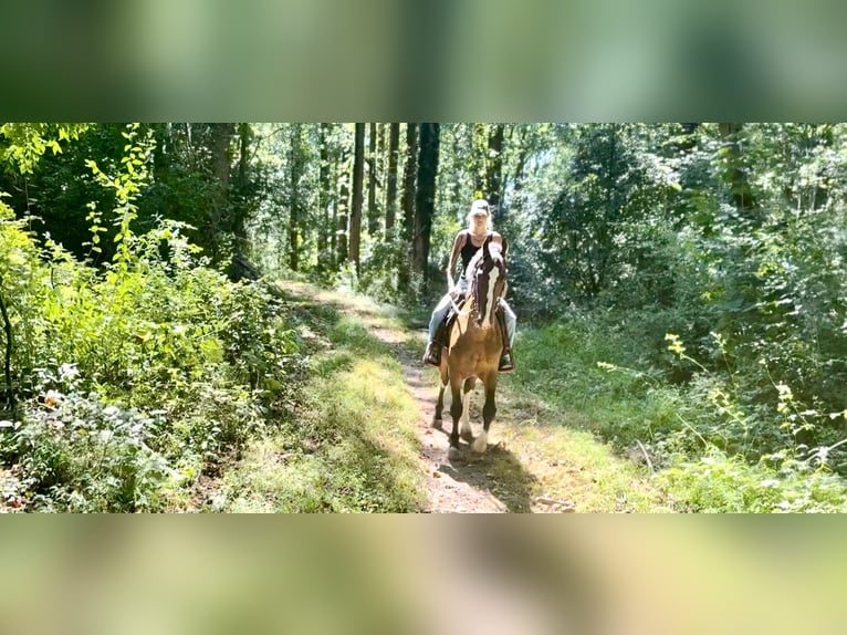 Pozostałe rasy Wałach 14 lat Gniada in Gap