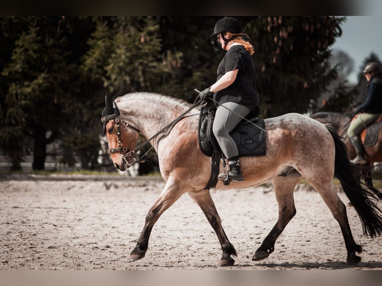 Pozostałe rasy Mix Wałach 15 lat 150 cm Gniadodereszowata in Solingen