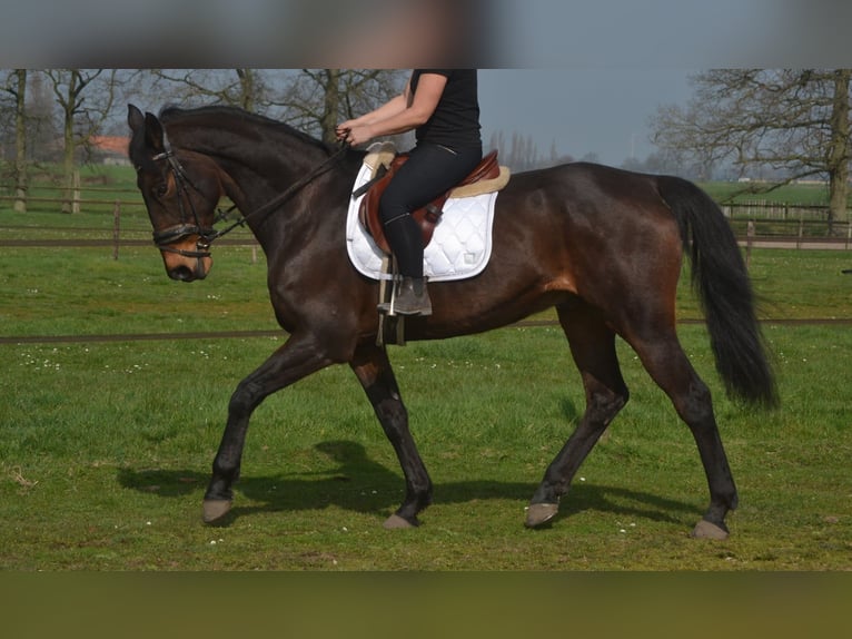 Pozostałe rasy Wałach 15 lat 175 cm Gniada in Breda