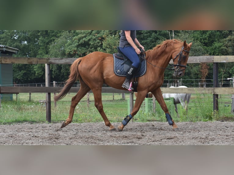 Pozostałe rasy Wałach 16 lat 160 cm Siwa w hreczce in Achtmaal