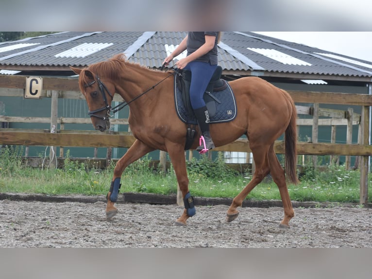 Pozostałe rasy Wałach 16 lat 160 cm Siwa w hreczce in Achtmaal