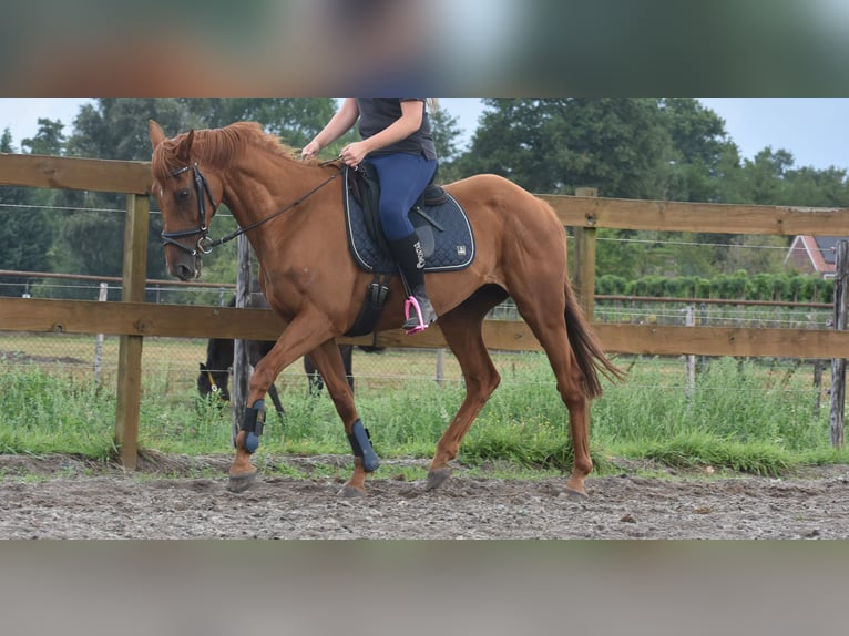 Pozostałe rasy Wałach 16 lat 160 cm Siwa w hreczce in Achtmaal