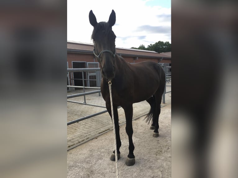 Pozostałe rasy Wałach 18 lat 170 cm Skarogniada in Neu Wulmstorf