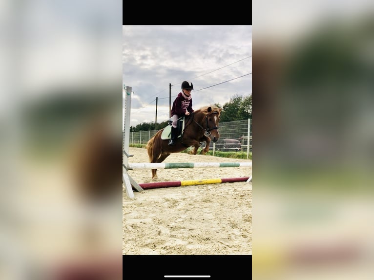 Pozostałe rasy Mix Wałach 20 lat 115 cm Kasztanowata in Sprockh&#xF6;vel