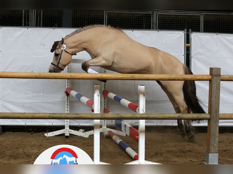 Pozostałe rasy Wałach 2 lat 159 cm Ciemnogniada in Enschede