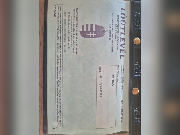 Pozostałe rasy Mix Wałach 2 lat Srokata in Győrzámoly