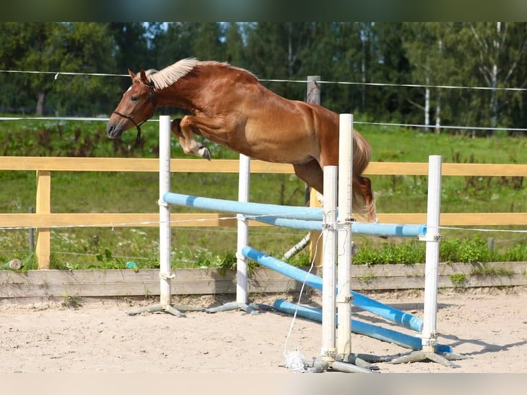 Pozostałe rasy Wałach 3 lat 145 cm in Tallinn
