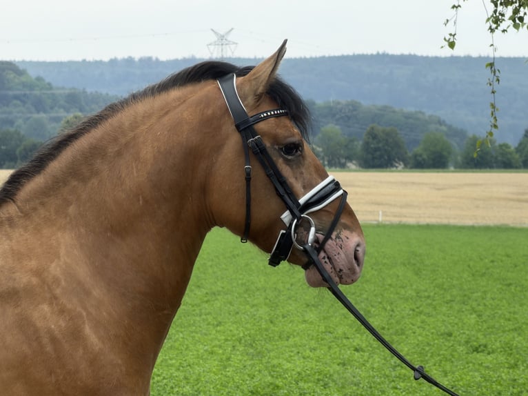 Pozostałe rasy Mix Wałach 3 lat 147 cm Bułana in Riedlingen