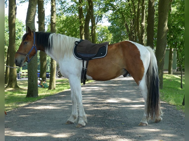 Pozostałe rasy Wałach 3 lat 149 cm Srokata in Lathen
