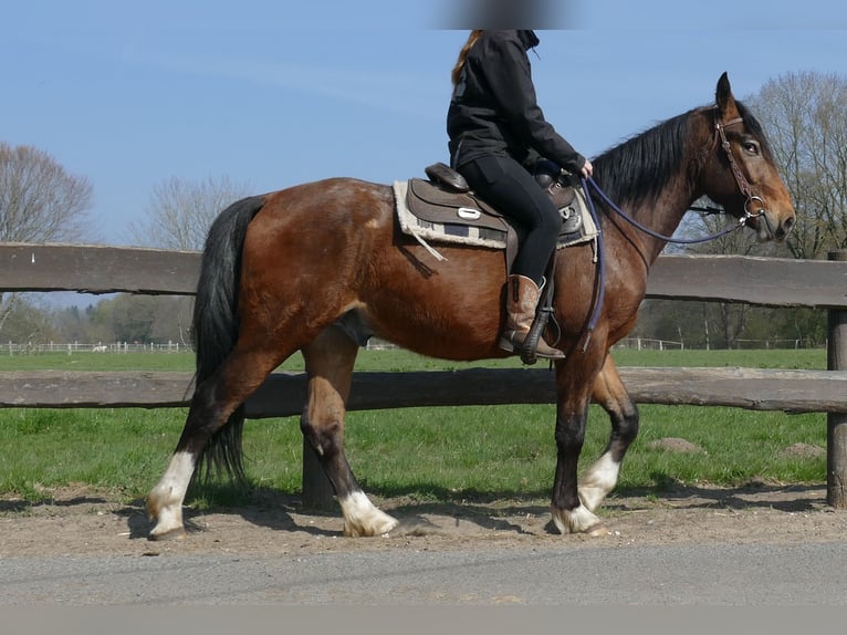 Pozostałe rasy Wałach 3 lat 150 cm Gniada in Lathen