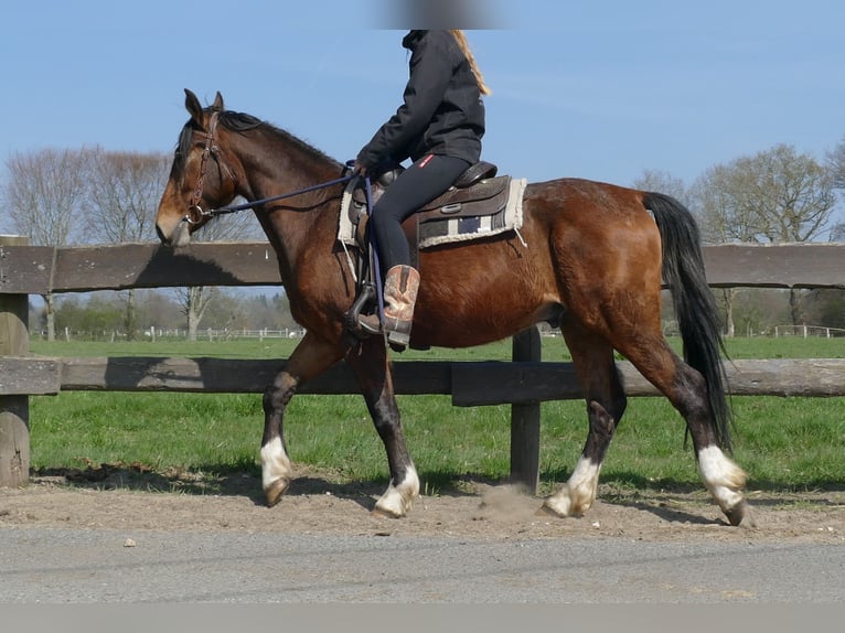Pozostałe rasy Wałach 3 lat 150 cm Gniada in Lathen