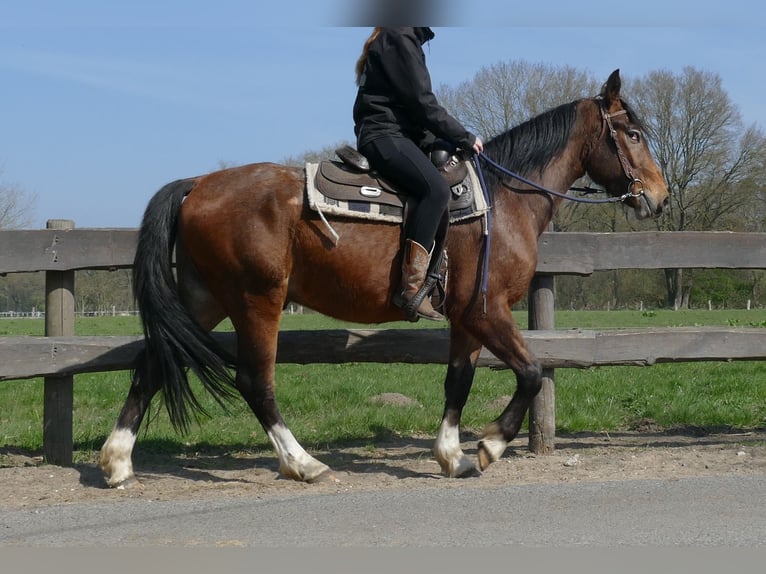 Pozostałe rasy Wałach 3 lat 150 cm Gniada in Lathen