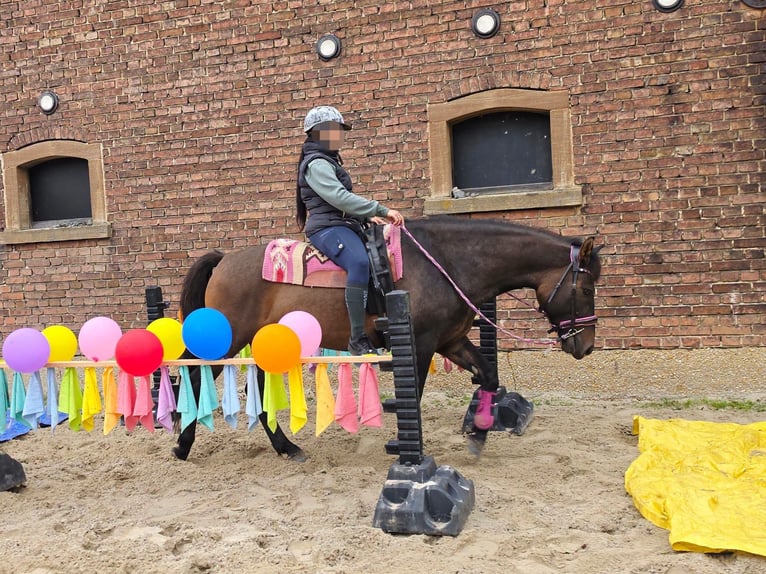 Pozostałe rasy Wałach 3 lat 151 cm Ciemnogniada in Linkenbach