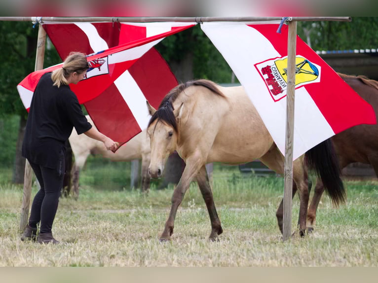 Pozostałe rasy Wałach 3 lat 151 cm Szampańska in Ribbesbüttel