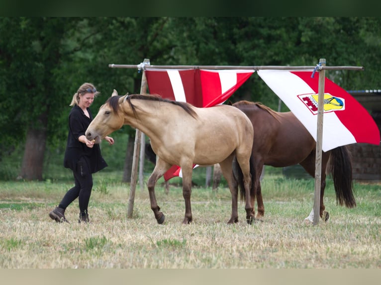 Pozostałe rasy Wałach 3 lat 151 cm Szampańska in Ribbesbüttel