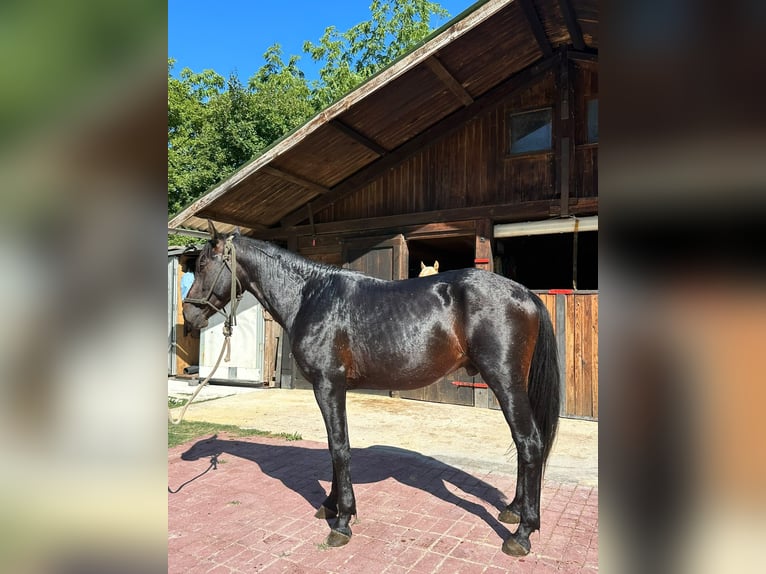 Pozostałe rasy Wałach 3 lat 153 cm Ciemnogniada in Chiaserna