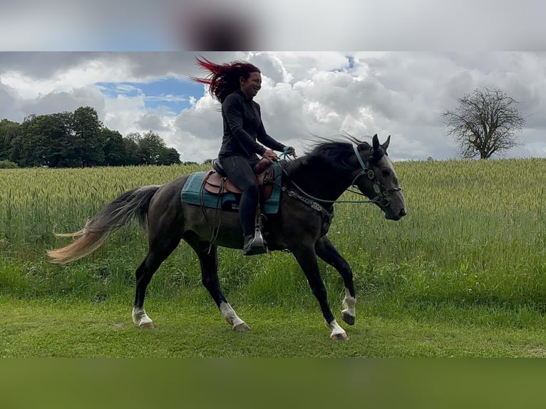 Pozostałe rasy Wałach 3 lat 153 cm Karosiwa in Linkenbach