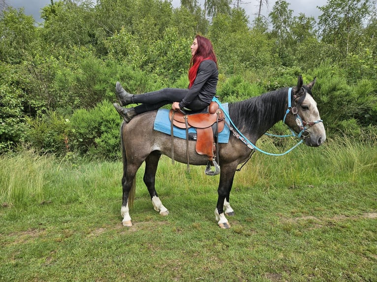 Pozostałe rasy Wałach 3 lat 153 cm Karosiwa in Linkenbach
