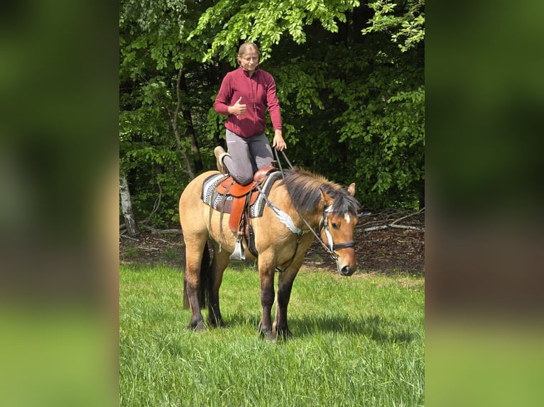Pozostałe rasy Wałach 3 lat 154 cm Bułana in Linkenbach