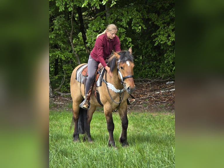 Pozostałe rasy Wałach 3 lat 154 cm Bułana in Linkenbach