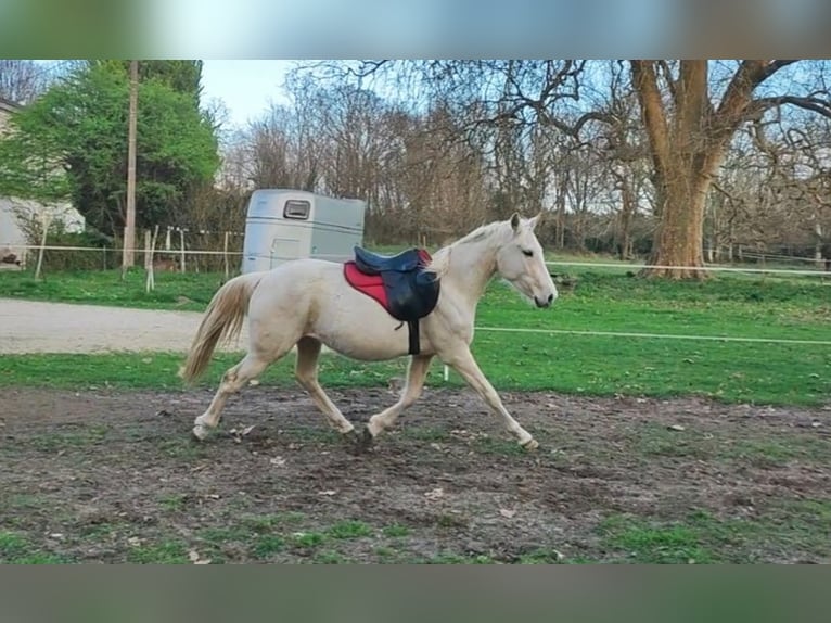 Pozostałe rasy Mix Wałach 3 lat 155 cm Izabelowata in Gironde