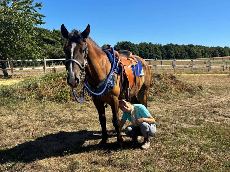 Pozostałe rasy Mix Wałach 3 lat 157 cm Ciemnokasztanowata in Linkenbach