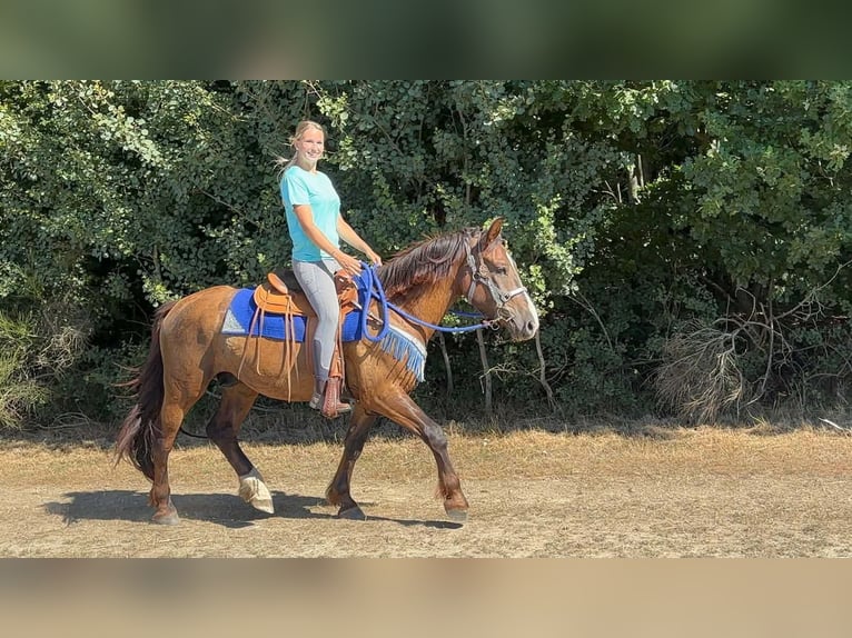 Pozostałe rasy Mix Wałach 3 lat 157 cm Ciemnokasztanowata in Linkenbach