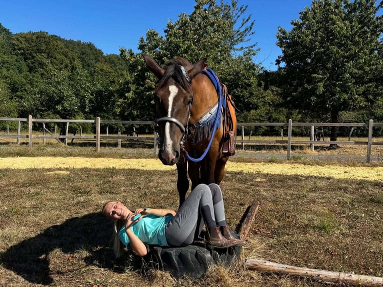 Pozostałe rasy Mix Wałach 3 lat 157 cm Ciemnokasztanowata in Linkenbach