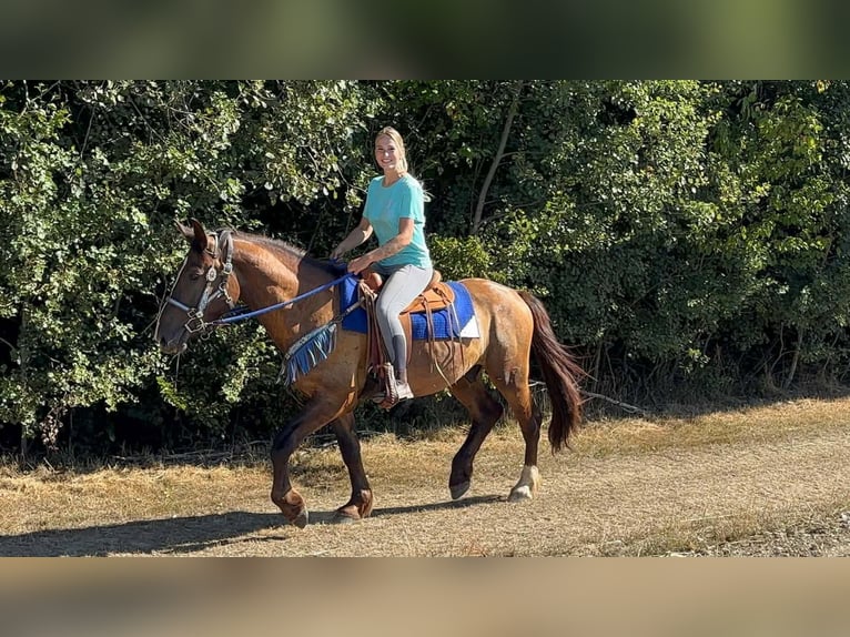 Pozostałe rasy Mix Wałach 3 lat 157 cm Ciemnokasztanowata in Linkenbach