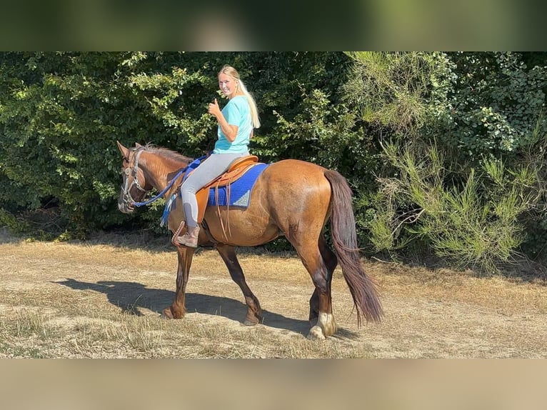 Pozostałe rasy Mix Wałach 3 lat 157 cm Ciemnokasztanowata in Linkenbach