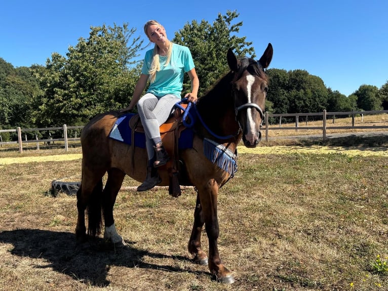 Pozostałe rasy Mix Wałach 3 lat 157 cm Ciemnokasztanowata in Linkenbach