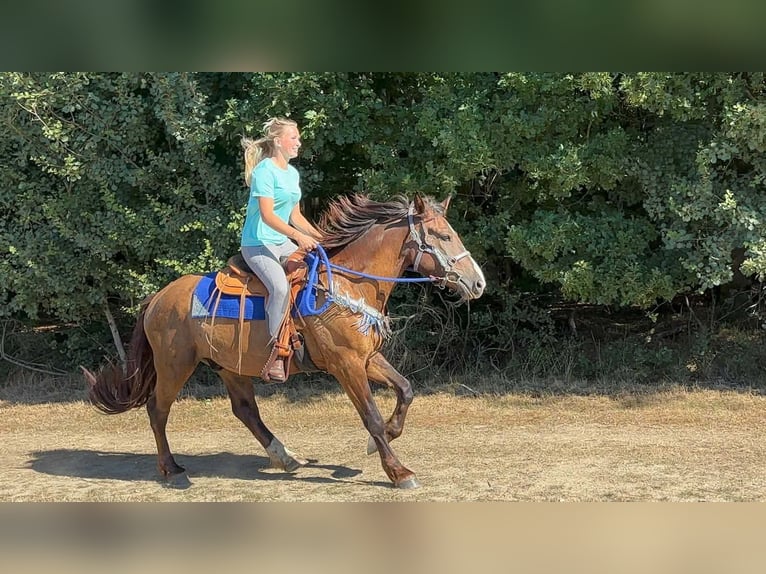 Pozostałe rasy Mix Wałach 3 lat 157 cm Ciemnokasztanowata in Linkenbach