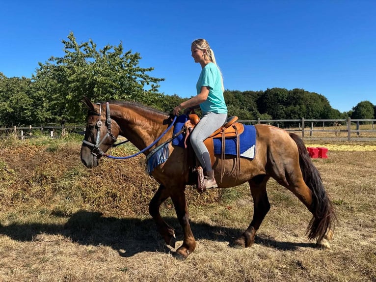 Pozostałe rasy Mix Wałach 3 lat 157 cm Ciemnokasztanowata in Linkenbach