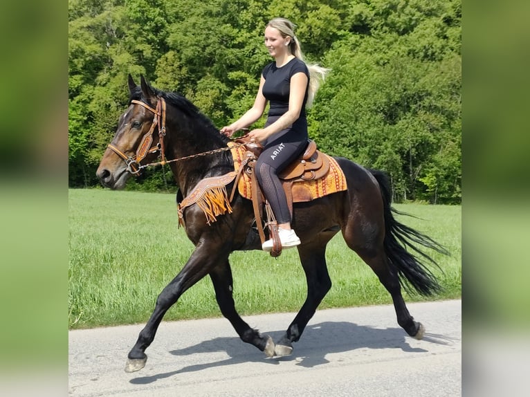 Pozostałe rasy Wałach 3 lat 157 cm  in Linkenbach