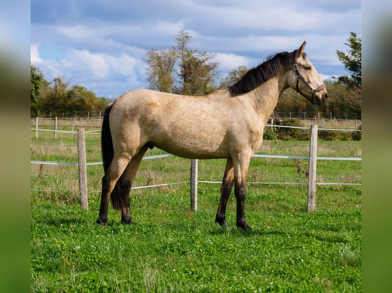 Pozostałe rasy Wałach 3 lat 160 cm Bułana in Le vernet