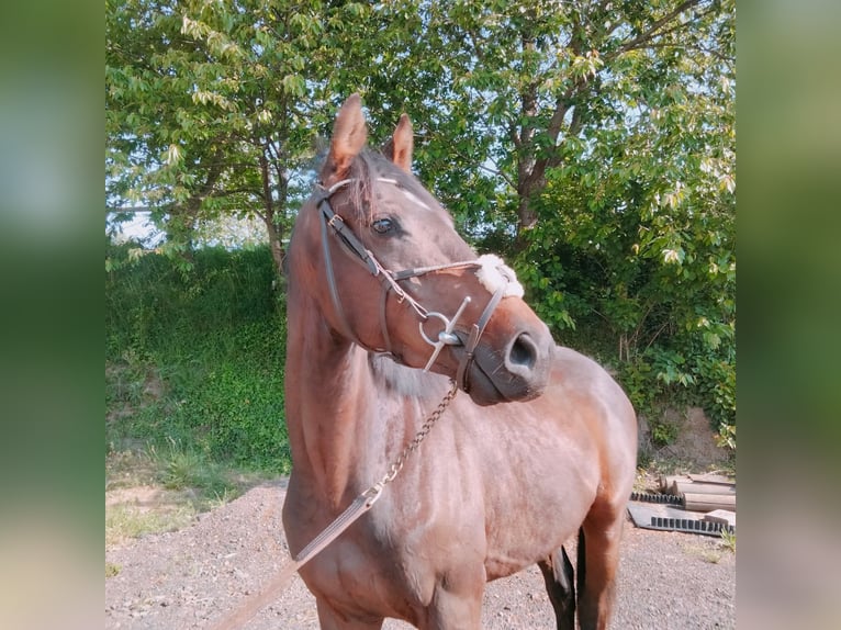 Pozostałe rasy Mix Wałach 3 lat 160 cm Gniada in SOURDEVAL