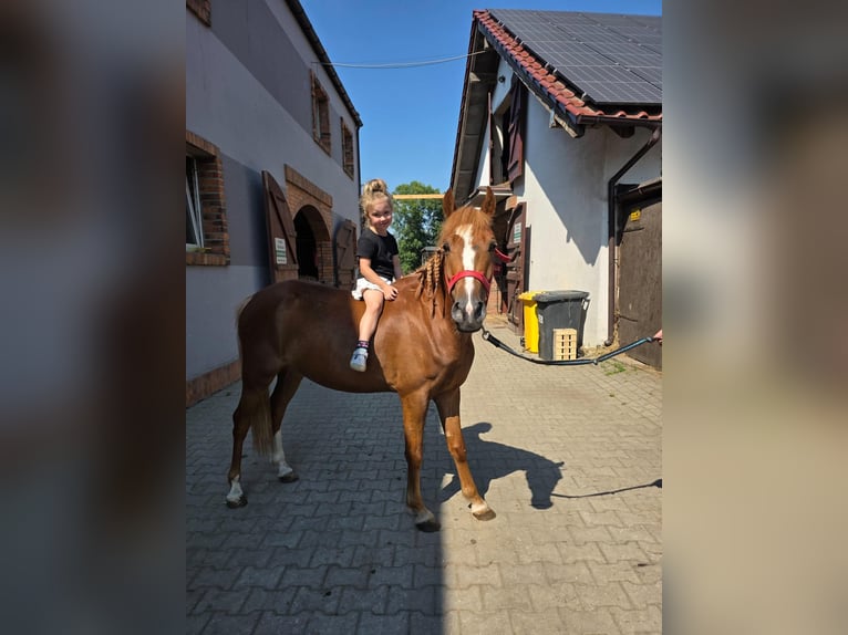 Pozostałe rasy Wałach 4 lat 138 cm Kasztanowata in Nekla