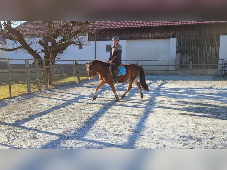 Pozostałe rasy Mix Wałach 4 lat 142 cm Gniada in Unterwart