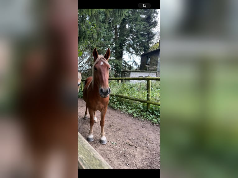 Pozostałe rasy Mix Wałach 4 lat 145 cm Gniada in Breckerfeld